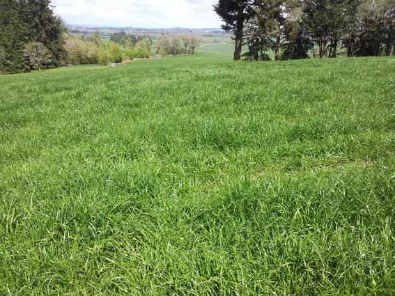 ELENA PERENNIAL RYEGRASS