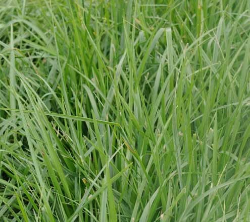 FSG 402TF TALL FESCUE