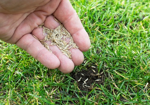 A man placing Grass Seed in Peoria IL on a dirt patch in a yard