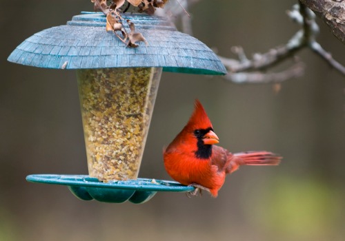 A cardinal eating Bird Seed in Peoria IL