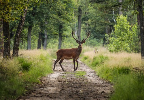 Food Plots for Deer Peoria IL