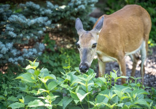 Food Plots for Deer in Peoria IL where a doe is eating